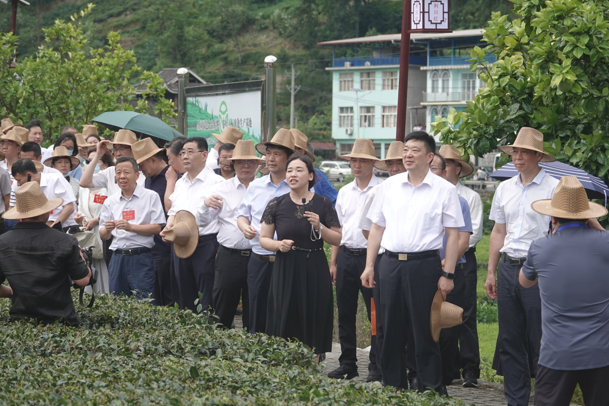 2022年7月11日,省政協(xié)副主席周先旺和全省提案工作座談會(huì)代表考察當(dāng)?shù)夭璁a(chǎn)業(yè)發(fā)展情況.jpg 2022年7月11日,省政協(xié)副主席周先旺和全省提案工作座談會(huì)代表考察當(dāng)?shù)夭璁a(chǎn)業(yè)發(fā)展情況.jpg