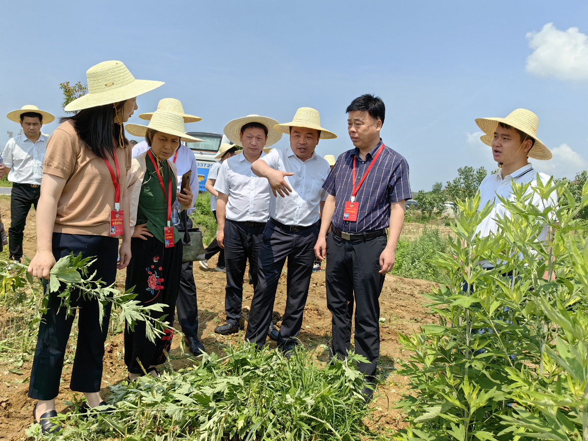 第6張：2023年5月9日，蘄春縣政協組織委員在彭思鎮蘄艾基地調研視察蘄艾收割機械化工作.jpg