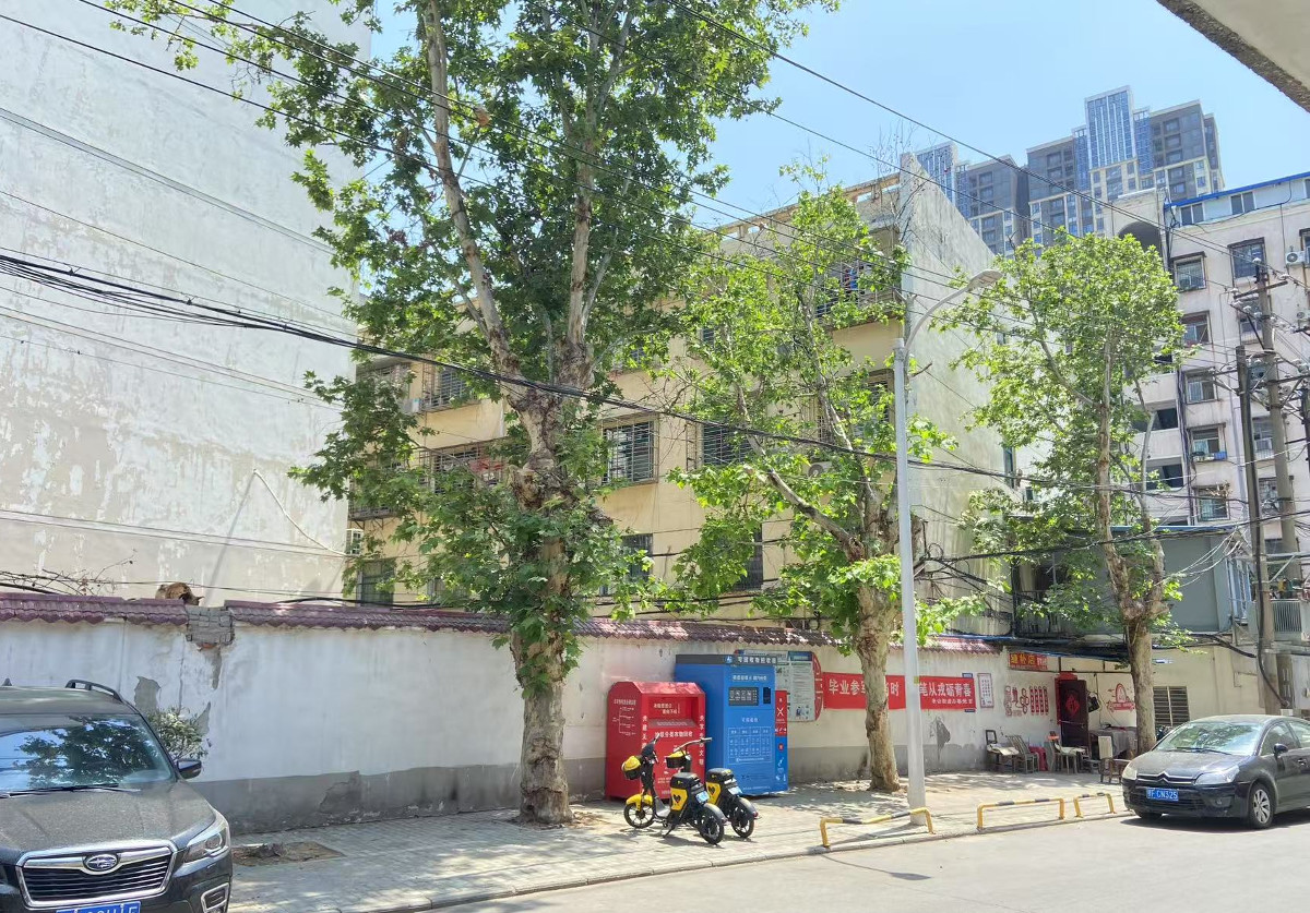 修剪過后的藝苑巷梧桐樹.jpg