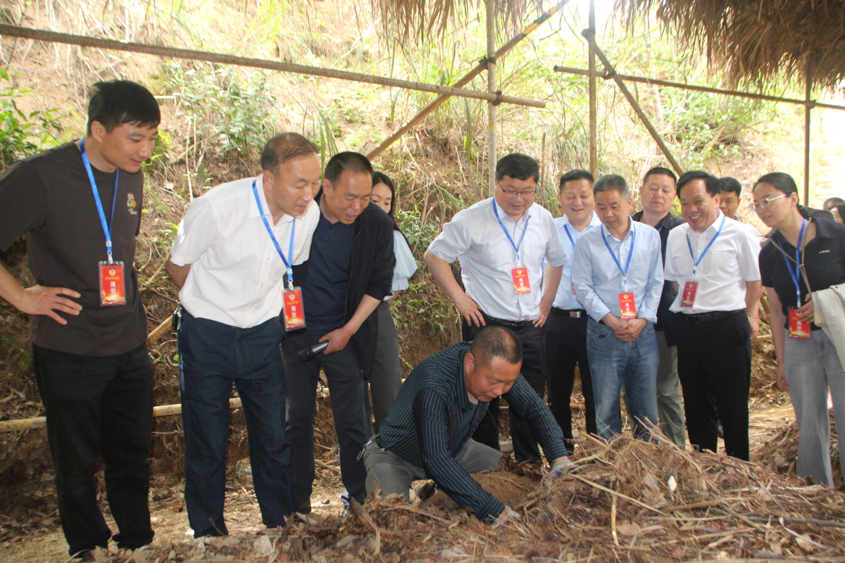 在九資河鎮實地考察天麻代料栽培技術.jpg 在九資河鎮實地考察天麻代料栽培技術.jpg