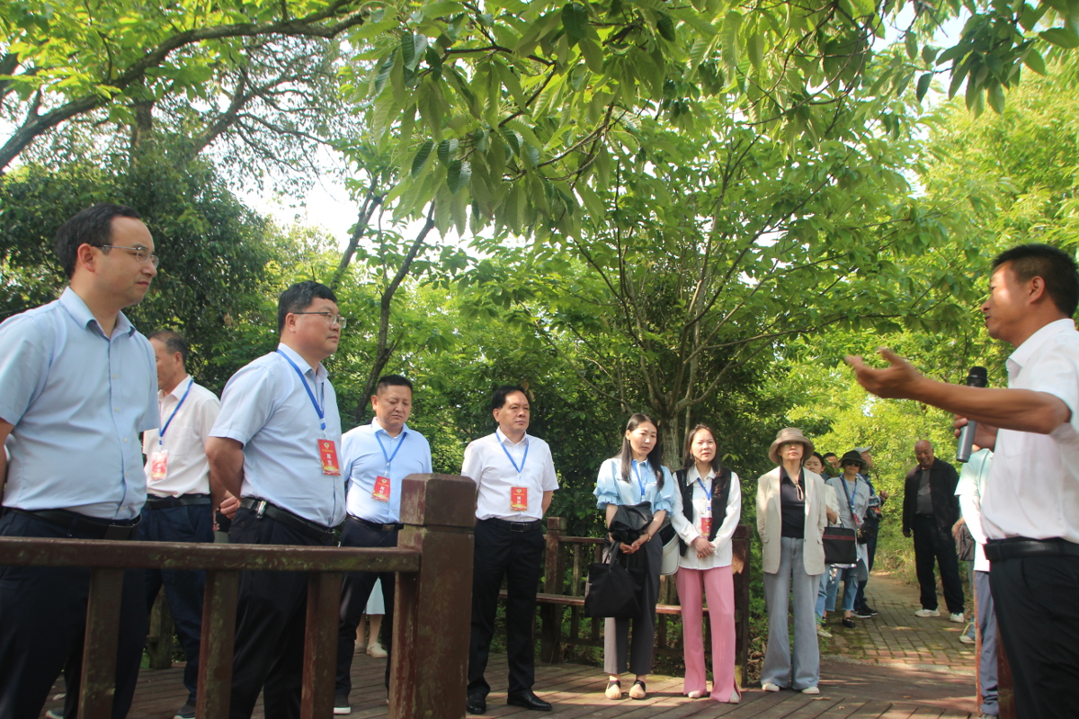 在白廟河鎮實地考察林下經濟(在板栗樹下種植茶葉).jpg 在白廟河鎮實地考察林下經濟(在板栗樹下種植茶葉).jpg